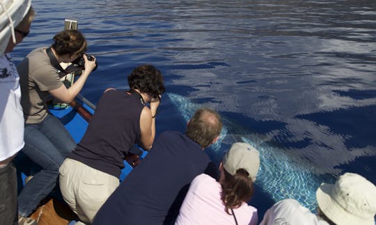 Viaje de observación de ballenas en la «Ribeira Brava»