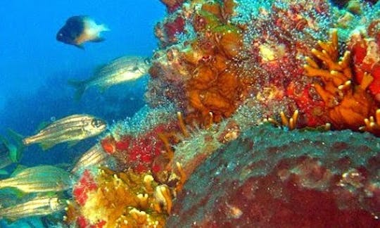 Excursions de plongée à La Mira, Venezuela