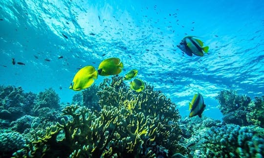 Diving Trips & Courses in Qesm Marsa Alam, Egypt