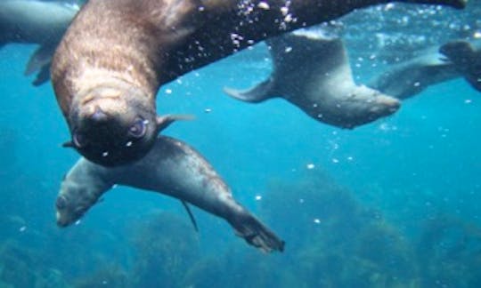 Scenic Wildlife & Seal Snorkel Tours from Eaglehawk Neck, Tasman Peninsula