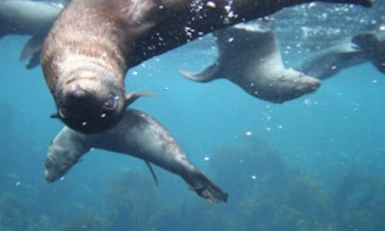 Scenic Wildlife & Seal Snorkel Tours from Eaglehawk Neck, Tasman Peninsula