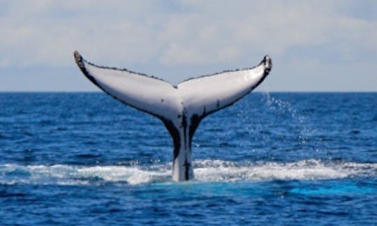 Scenic Wildlife & Seal Snorkel Tours from Eaglehawk Neck, Tasman Peninsula