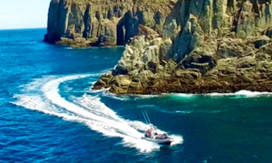 Scenic Wildlife & Seal Snorkel Tours from Eaglehawk Neck, Tasman Peninsula