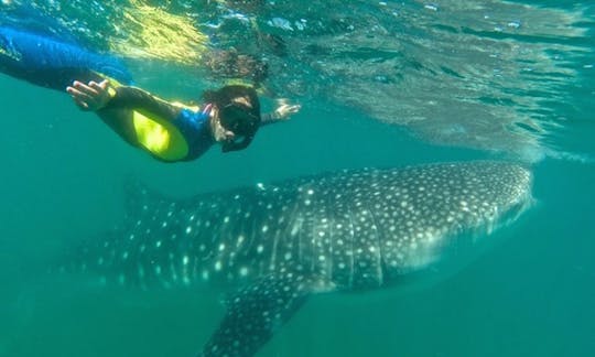 Snorkel whale sharks La Paz