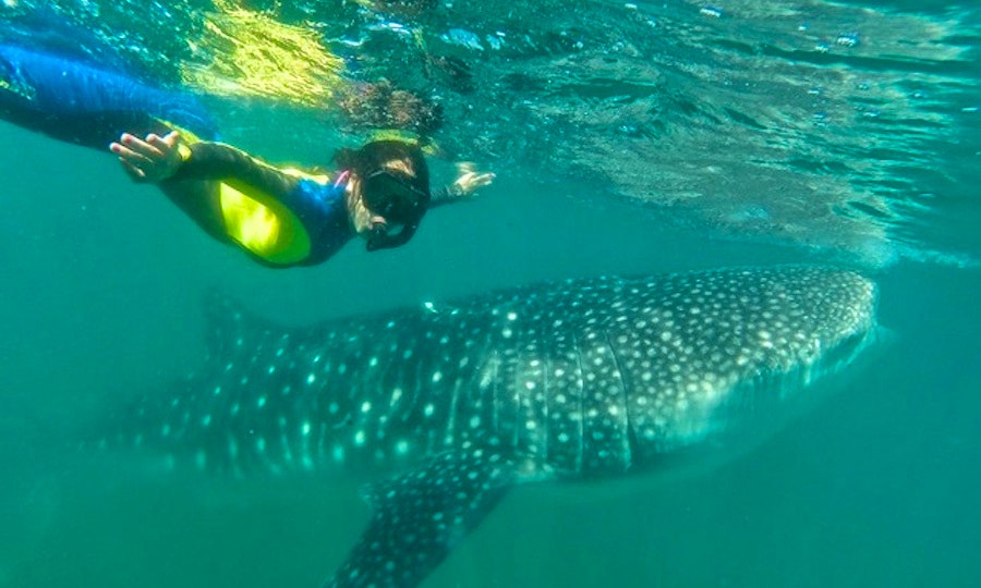 Snorkeling And Dive Trips In La Paz With The Famous Whale Sharks