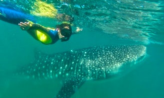 Snorkeling and Dive Trips in La Paz with the famous WHALE SHARKS