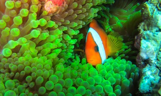 Diving Trips in Poindimie, New Caledonia