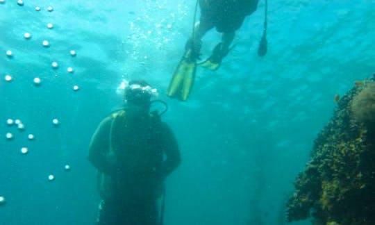 Scuba Diving In Panglao Island