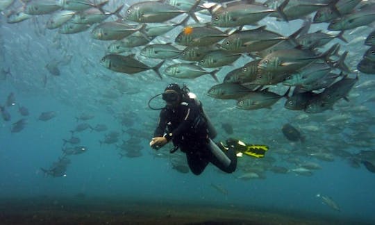 Descubre el buceo en el naufragio de Liberty y fotos submarinas gratis