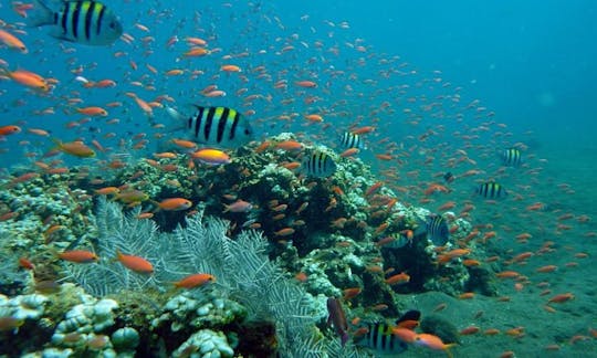 Descubre el buceo en el naufragio de Liberty y fotos submarinas gratis