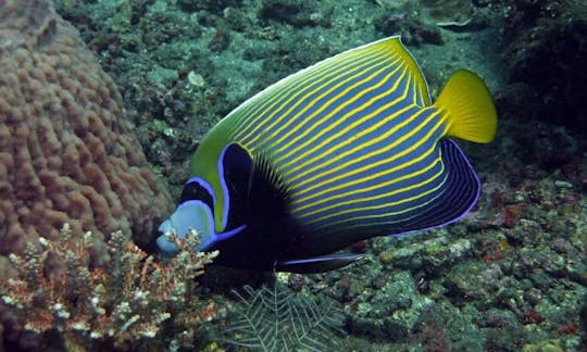 Descubre el buceo en el naufragio de Liberty y fotos submarinas gratis