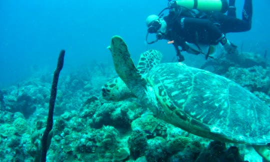Diving Trips in Frederiksted, U.S. Virgin Islands