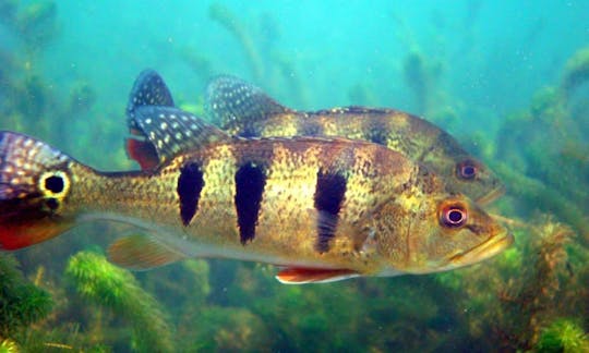 Snorkeling in Ilha Solteira