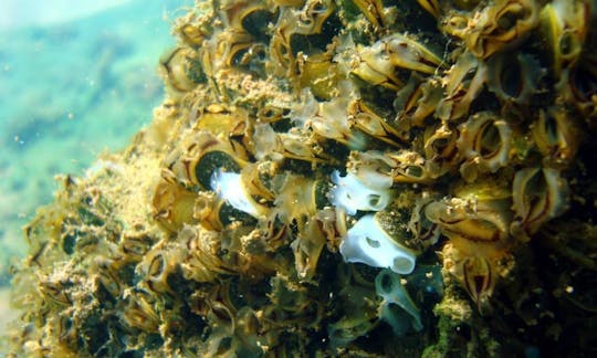 Snorkeling in Ilha Solteira