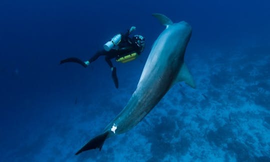 Mergulho divertido - Encontro mágico em Rangiroa