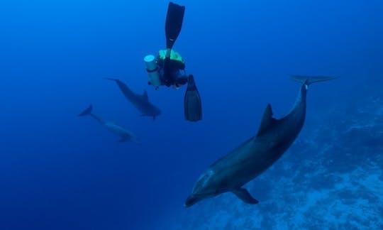 Mergulho divertido - Encontro mágico em Rangiroa