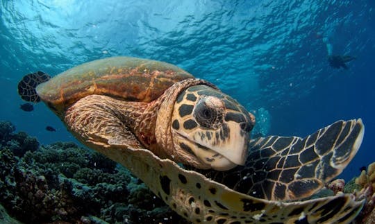 Mergulho divertido - Encontro mágico em Rangiroa