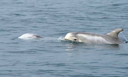 Risso´s Dolphin