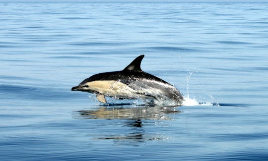 Common Dolphin