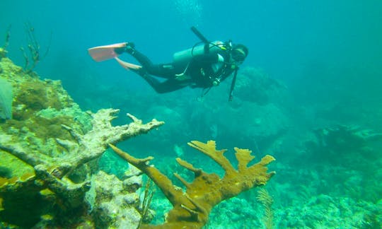 Diving on the Great Mesoamerican Reef