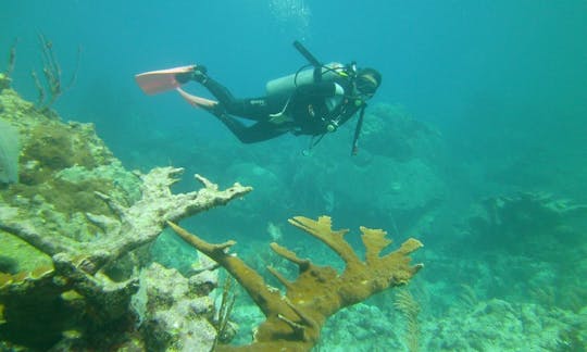 Diving on the Great Mesoamerican Reef