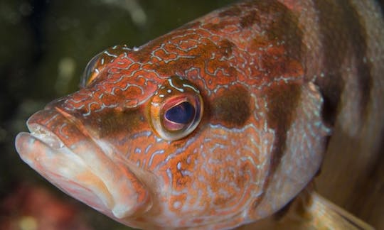 Diving Trips in Ota, France