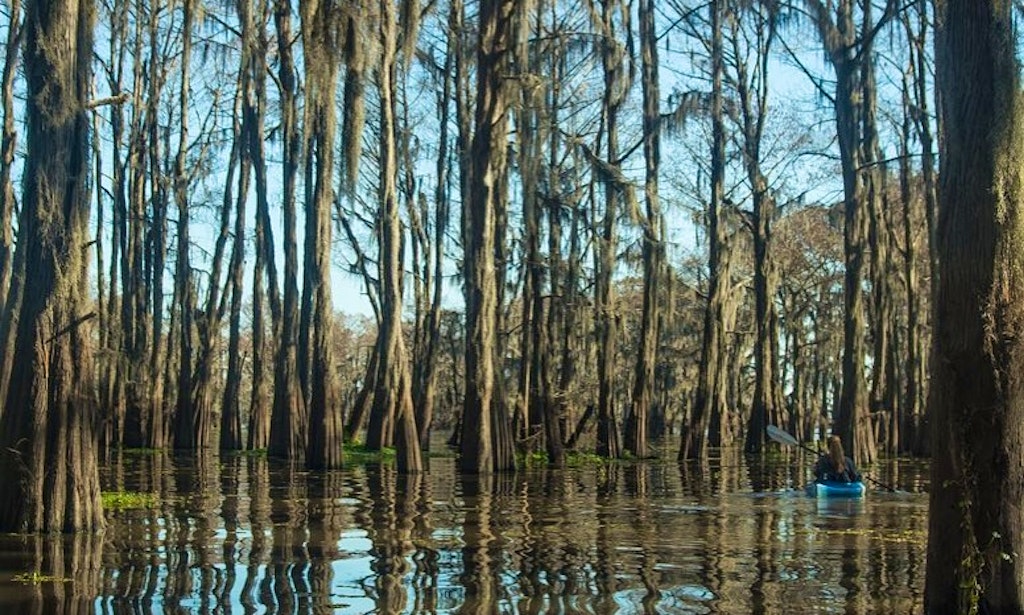 New Orleans Wetlands Tour New Orleans Wetlands Tour