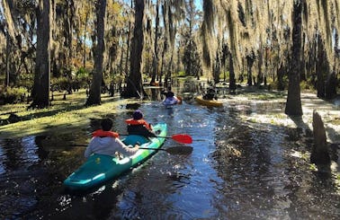 Fun 2 Hour Kayak Swamp Tour in Manchac Wetlands