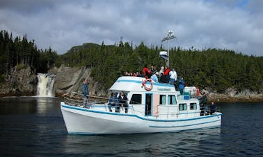 Island Boat Tour In Newfoundland