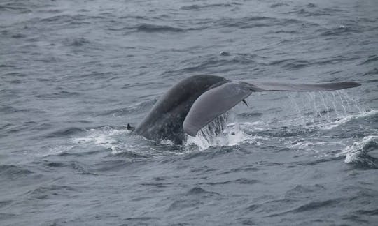 スリランカのミリッサでのクジラとイルカウォッチングツアー