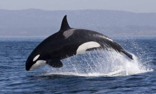 スリランカのミリッサでのクジラとイルカウォッチングツアー