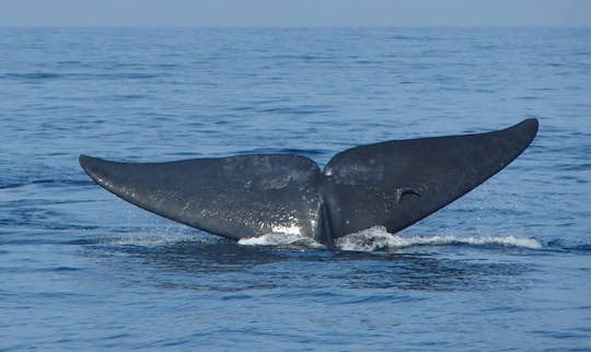 スリランカのミリッサでのクジラとイルカウォッチングツアー