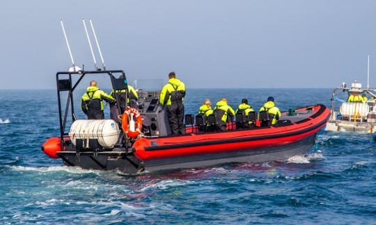 Whale Watching Tour in Húsavík