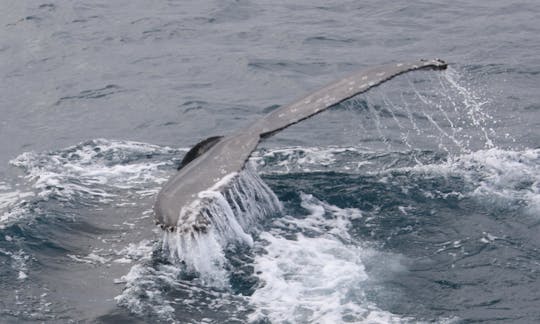 Excursion d'observation des baleines à Reykjavík