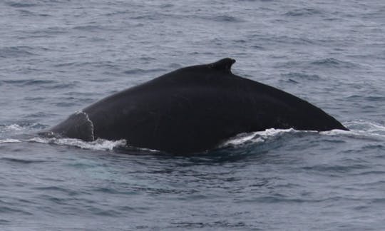 Whale Watching Tour in Reykjavík