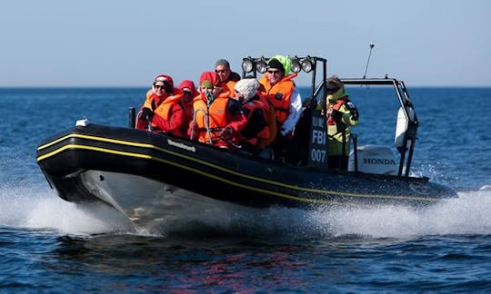 RIB (8 personas) en Rohuneeme y la bahía de Tallin