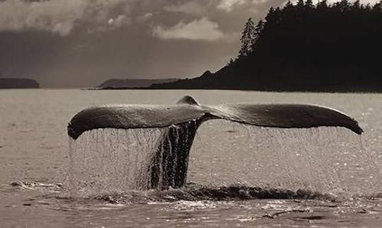 プエルト・マドリンのウミクジラツアー