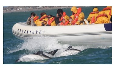 Tour de ballenas marinas en Puerto Madryn