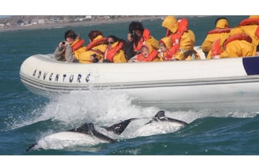 Sea Whales Tour In Puerto Madryn