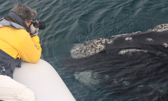 プエルト・マドリンのウミクジラツアー