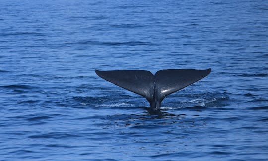 30-Pax Whale Watching Boat Tour in Mirissa