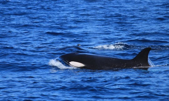 30-Pax Whale Watching Boat Tour in Mirissa