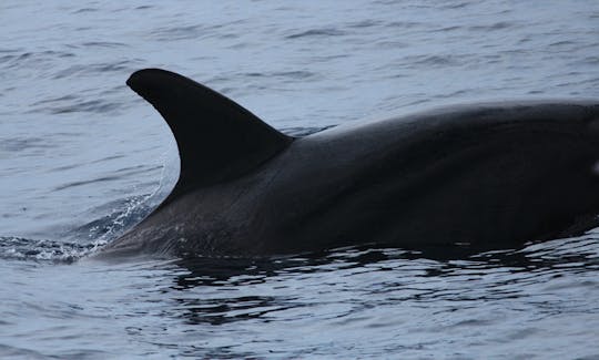 30-Pax Whale Watching Boat Tour in Mirissa