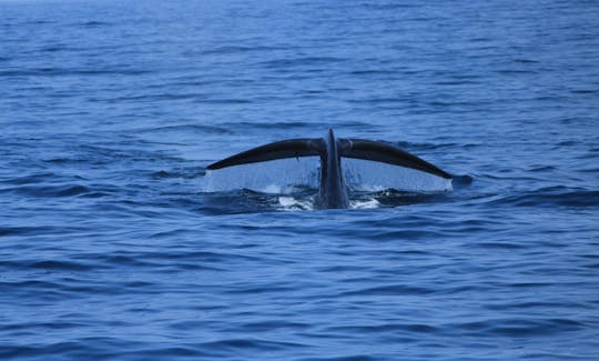 70-Pax Whale Watching Boat Tour in Mirissa