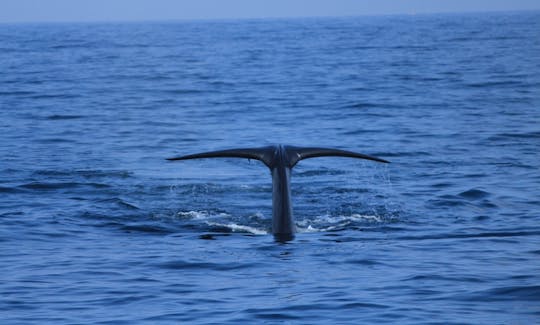 70-Pax Whale Watching Boat Tour in Mirissa