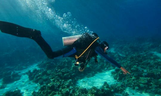Diving Trips & Courses For New Divers and Advanced