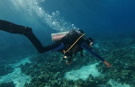 Diving Trips & Courses For New Divers and Advanced