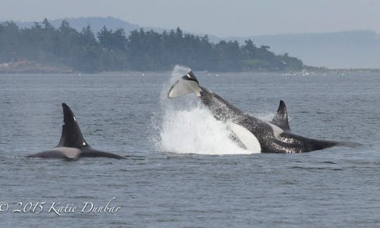 Recorrido en barco de 38 pies en Eastsound, Washington