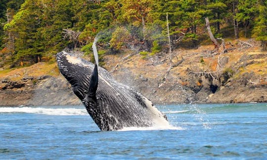 38' "The Blackfish Express" Tours in Eastsound, Washington