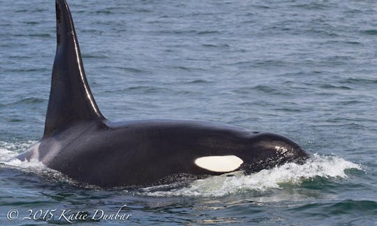 38' "The Blackfish Express" Tours in Eastsound, Washington